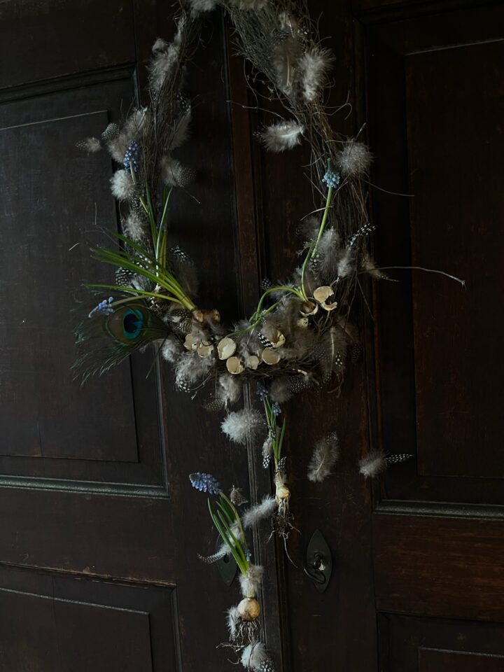 Morgenblüte `Türgeschmeide`